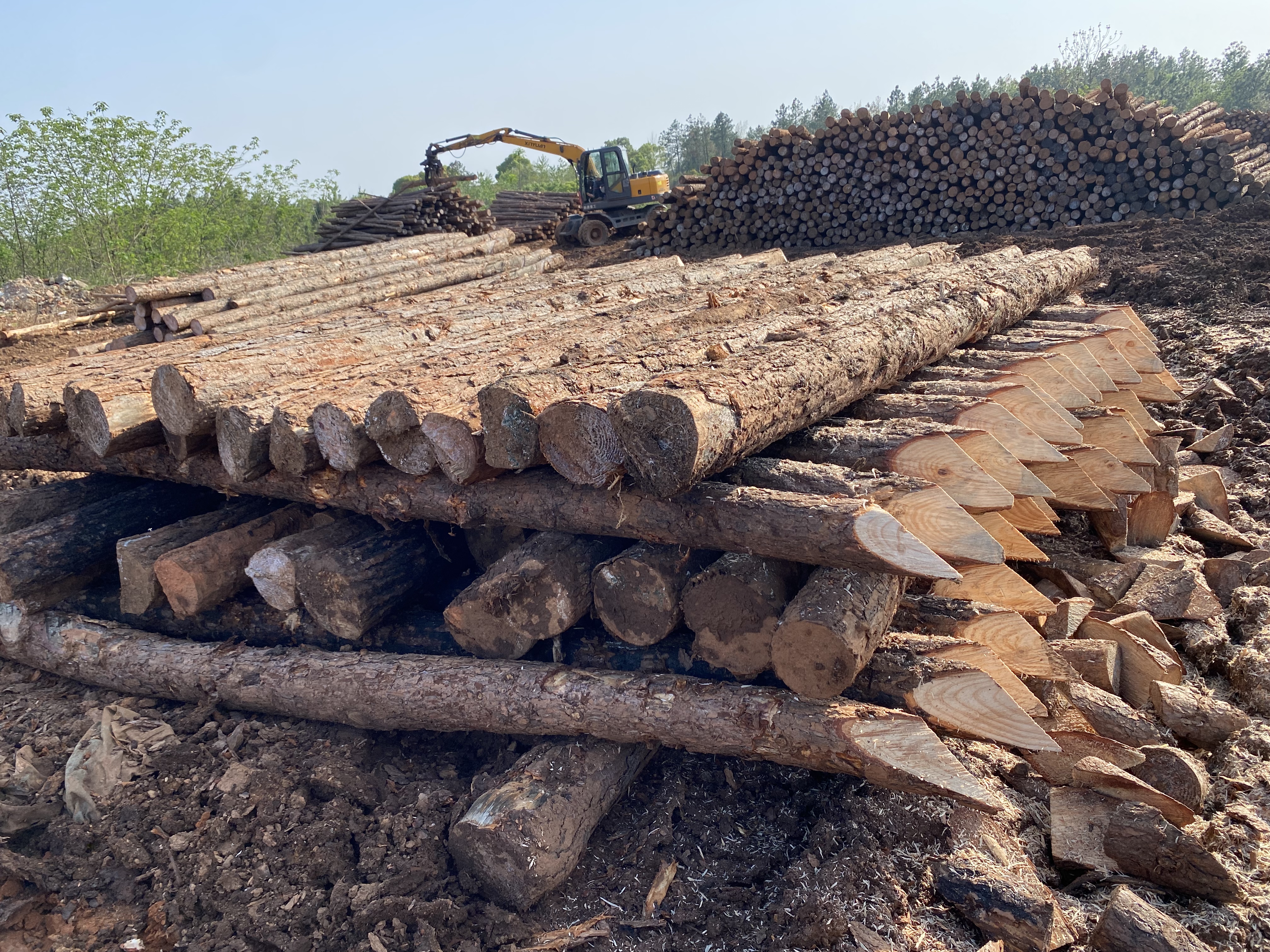 揭開松木的奧秘！松木最全介紹