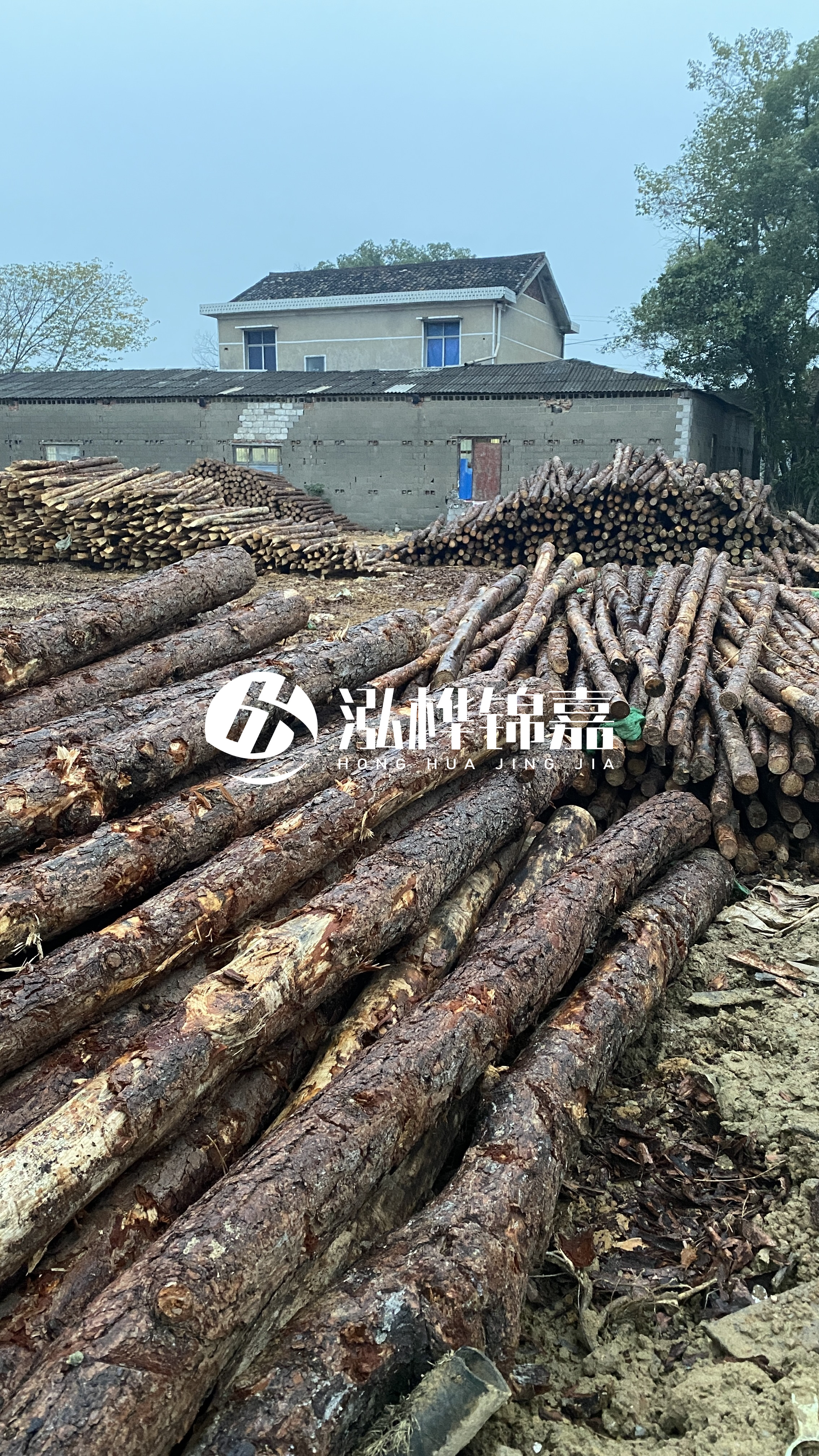 資陽松木樁源頭廠家-工地松木樁的采購渠道有哪些？