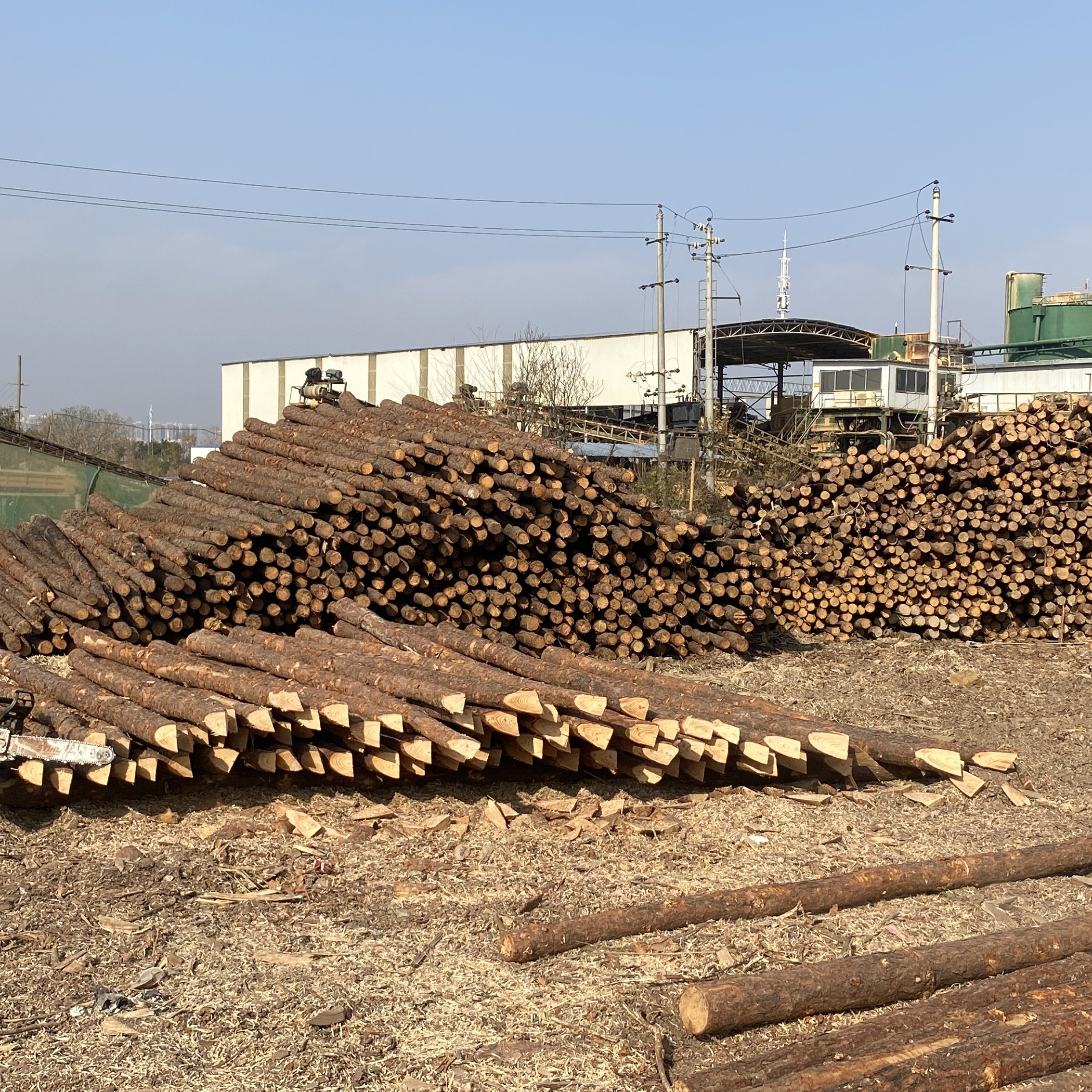 松木樁廠家泓樺錦嘉 - 原木松木樁用于圍堰工程需要削尖樁頭嗎？?