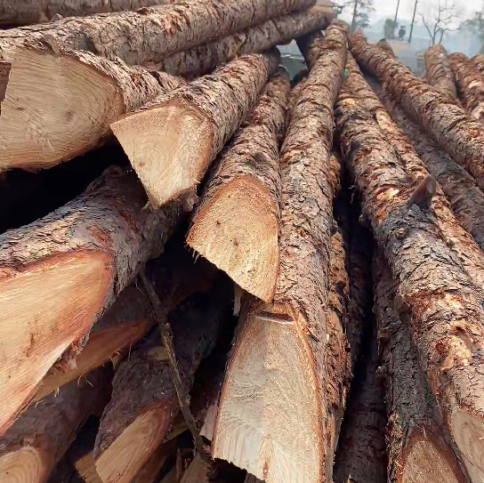 松木樁施工隊泓樺錦嘉 - 原木松木樁怎么辨別是否為實心？